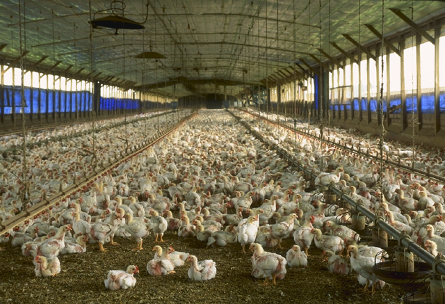 Poultry Farming