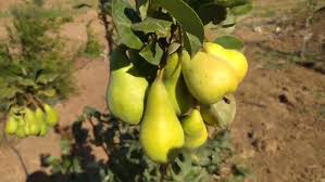 Pear Cultivation