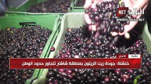 Olive Production